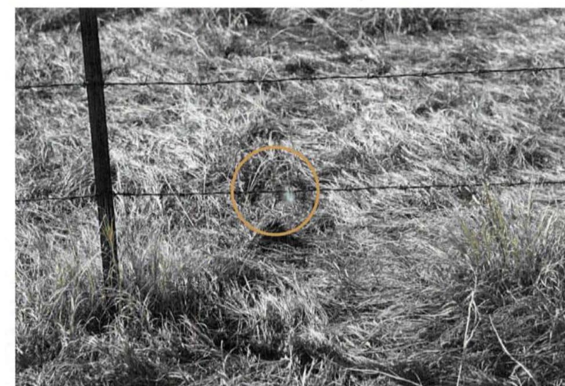 Black-and-white photo of a wooden fence post and barbed wire in tall grass with a circle marking the spot where hair was found.